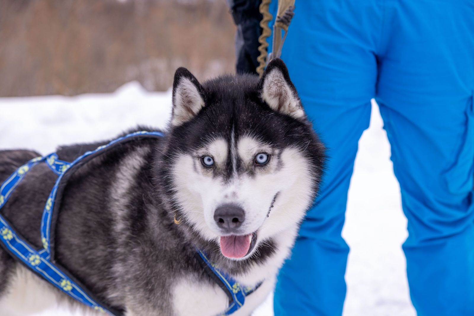 Dog sledding winter experience